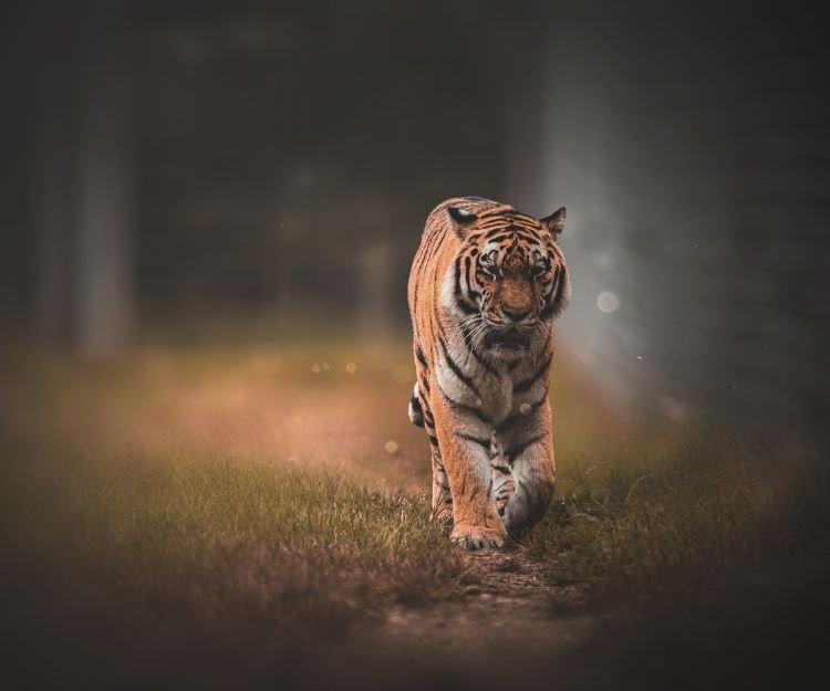 Tiger walking through long grass