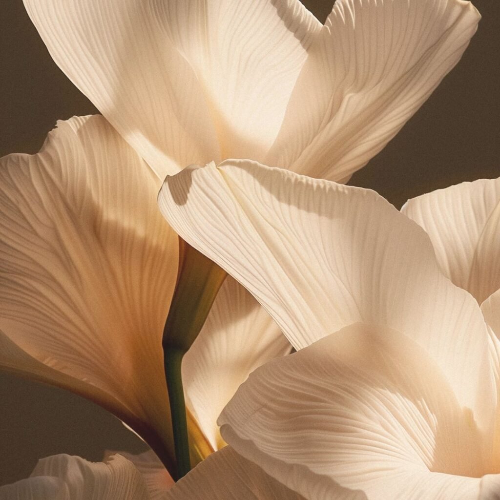Close-up of cream flower petals representing calm and mindfulness