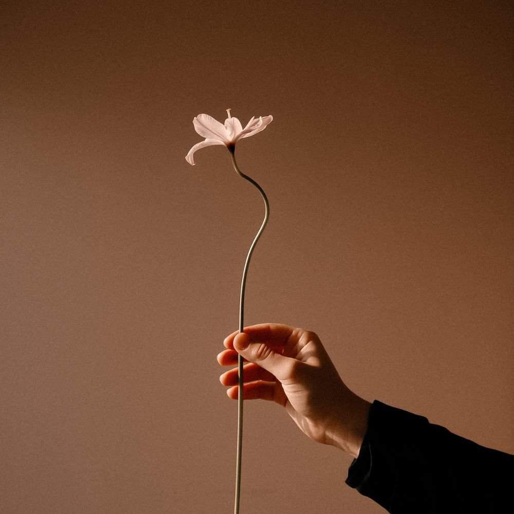 Hand holding a single delicate white flower against a warm background, representing a gentle and considered approach to stress therapy