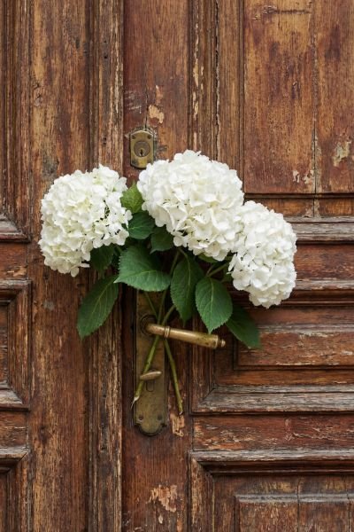 Large white hydrangeas held against a rustic dark wooden door, representing the freshness and clarity that psychological flexibility can bring